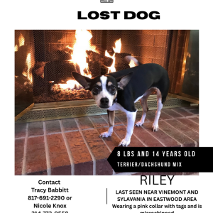 Lost Dog Riley