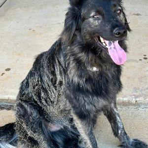 Image of King, Lost Dog
