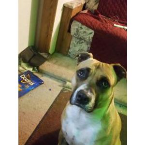 Image of Daisy, Lost Dog