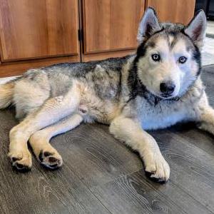 Image of Unknown, Found Dog