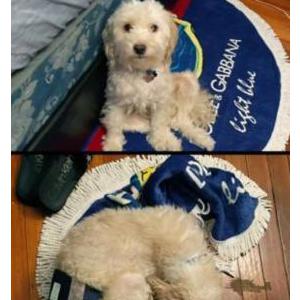Image of Ace, Lost Dog
