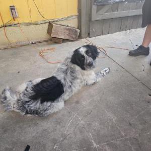 Image of Unknown, Found Dog
