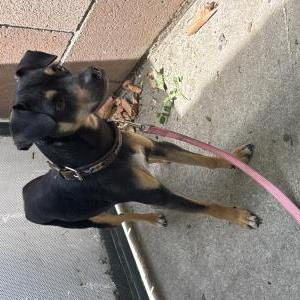Found Dog Unknown