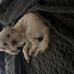 Lost Dog Walter