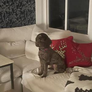 Lost Dog Mila