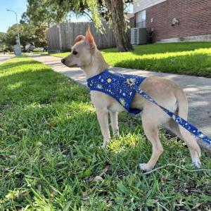 Lost Dog Beanie
