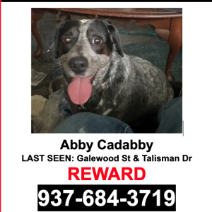 Lost Dog Abby Cadabby