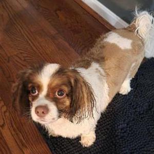 Lost Dog Lucy