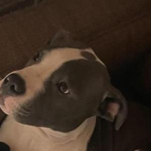 2nd Image of STINK, Lost Dog