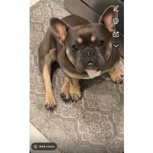 Lost Dog Oozi