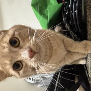 Image of Mili, Lost Cat