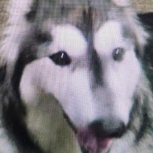 Image of Unknown, Lost Dog