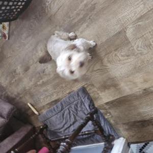 Image of Bubba, Lost Dog