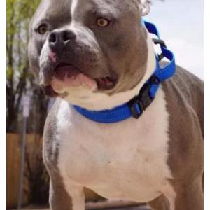 Lost Dog Malachi