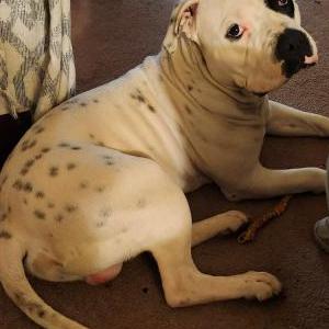 Image of Kane, Lost Dog