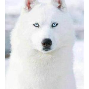 Image of Shadow, Lost Dog