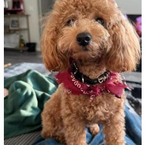 Image of Nala, Lost Dog
