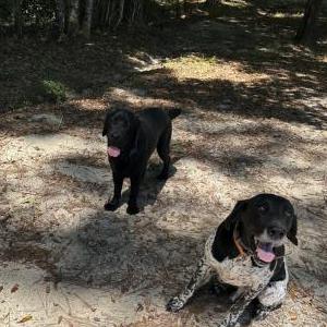 Image of Bruiser & Axle, Lost Dog