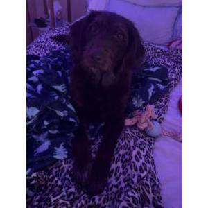 Lost Dog Josie