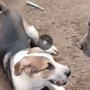 Lost Dog Sue