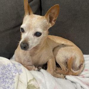 Image of Bean, Lost Dog