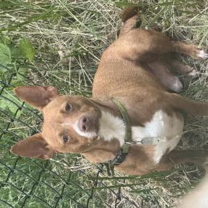 Image of Unknown, Found Dog