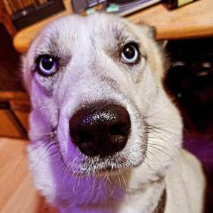 Lost Dog Beawolf (