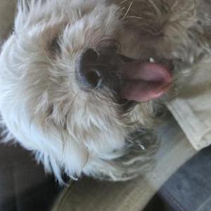 Found Dog unknown
