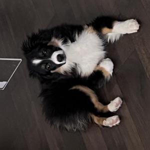 Image of Charlie, Lost Dog