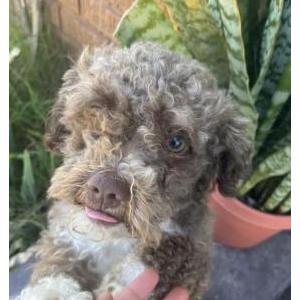 Lost Dog Luke