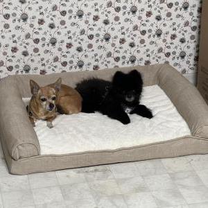 Image of Sweetie, Lost Dog