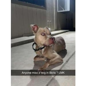 Image of Unknown, Found Dog