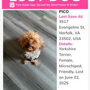 Lost Dog Pico