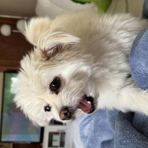 Image of Kumo, Lost Dog