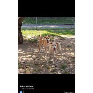 Image of Angela, Lost Dog
