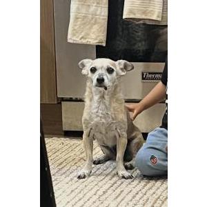 Lost Dog Alice