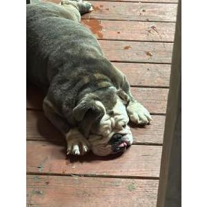 Image of Sol, Lost Dog