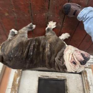 2nd Image of Sol, Lost Dog