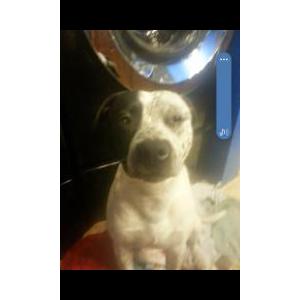 Image of Mr. Lee, Lost Dog