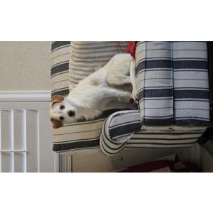 Image of Quark, Lost Dog