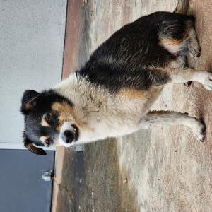 Found Dog Unknown