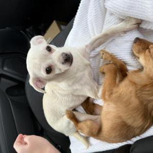 Found Dog Unknown
