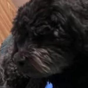 Image of Prince, Lost Dog