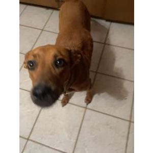 Lost Dog Lucky
