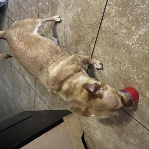 Found Dog Unknown