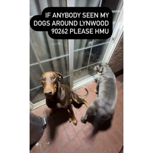 Lost Dog Toby