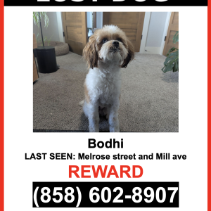 Lost Dog Bodhi