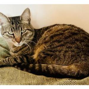 Image of Kitty, Lost Cat