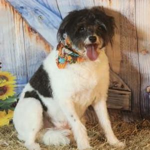 Lost 1 Gizmo (MS)