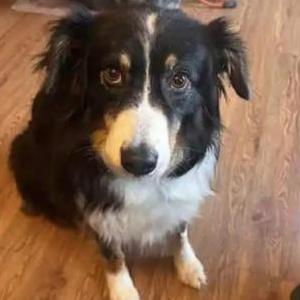 Image of Katie, Lost Dog